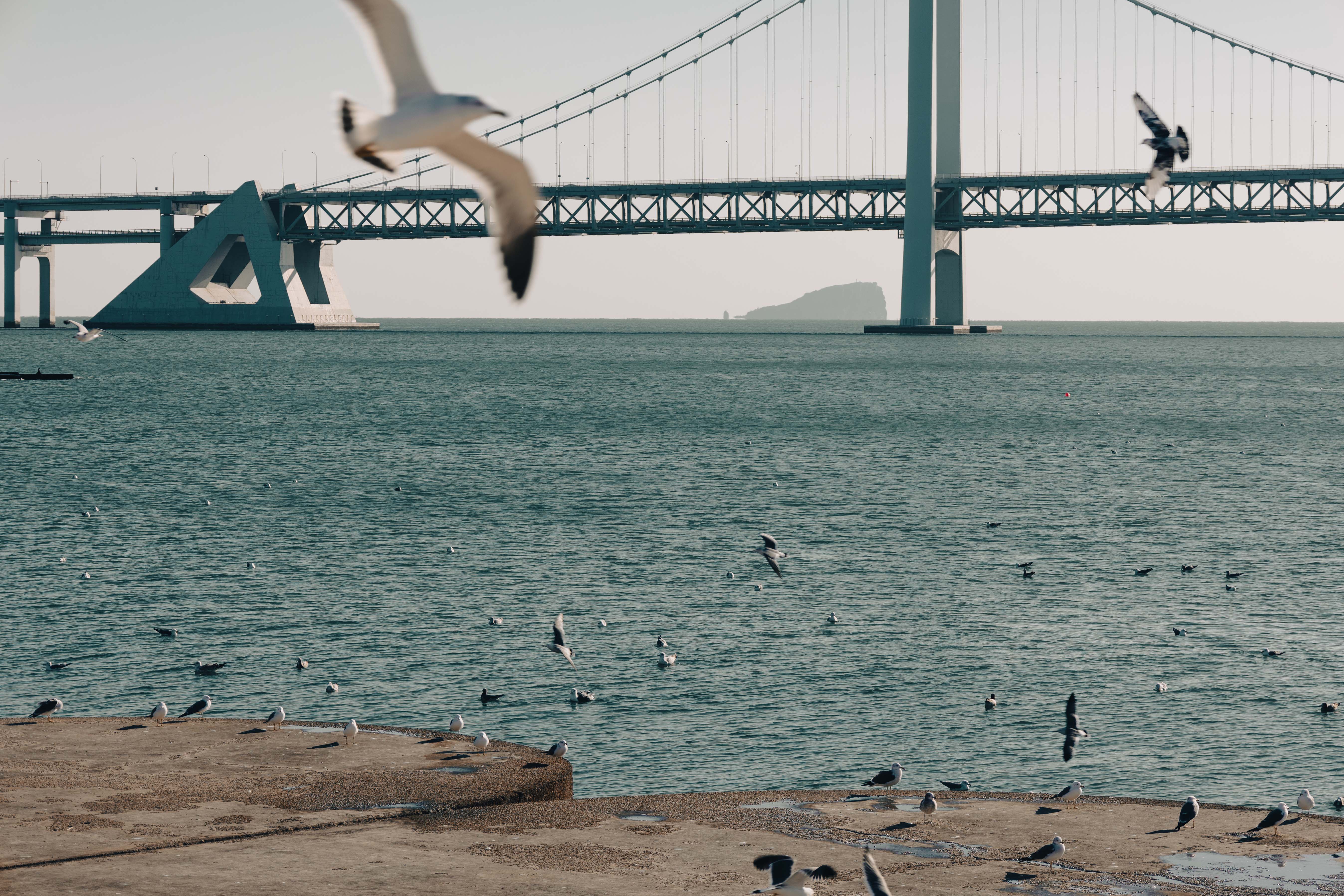 基于YOLOv8的水下目标检测